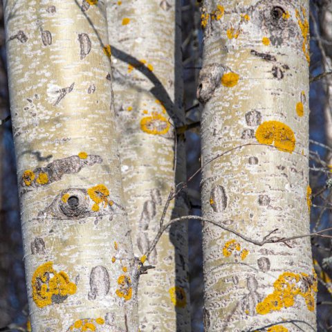 POPULUS TREMULA