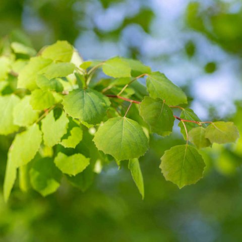 POPULUS TREMULA