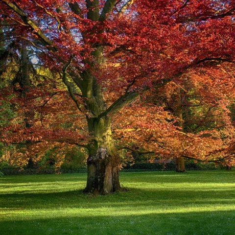 QUERCUS RUBRA - Red Oak