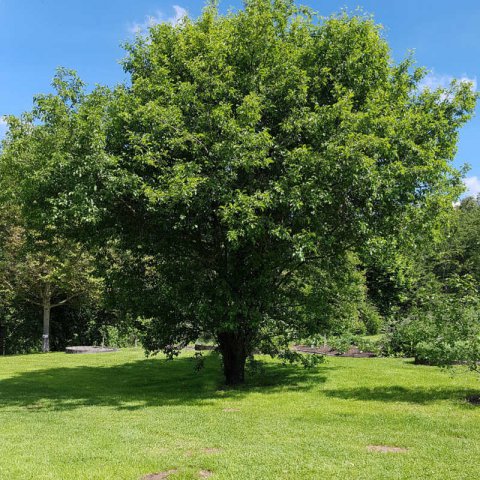 RHAMNUS CATHARTICA - Espino cerval