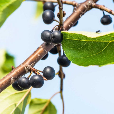 RHAMNUS CATHARTICA - Espino cerval
