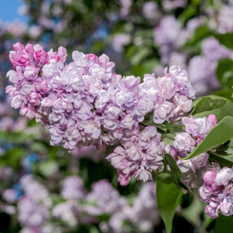 SYRINGA VULGARIS - Lilo, Lila