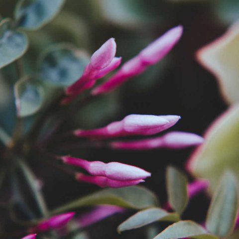 TRACHELOSPERMUM JASMINOIDES PINK - Pink Star Jasmine