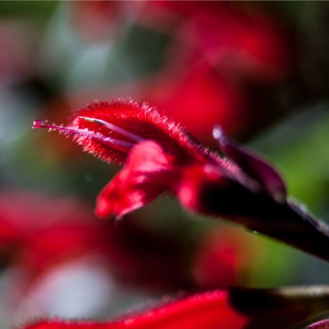 SALVIA MICROPHYLLA Bordeaux - Sauge arbustive Bordeaux
