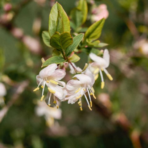 LONICERA FRAGRANTISSIMA - Sweetest Honeysuckle