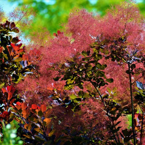 COTINUS COGGYGRIA