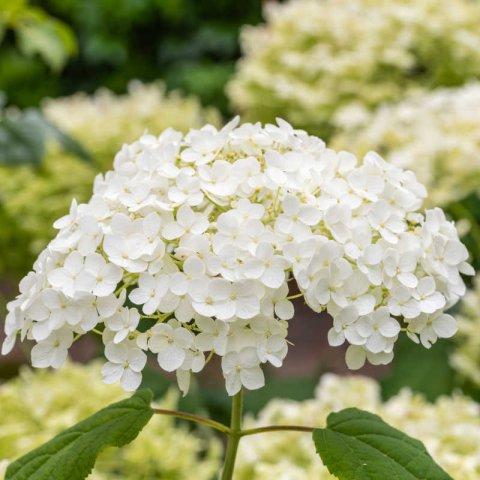 HYDRANGEA ARBORESCENS Annabelle - Hydrangea Annabelle