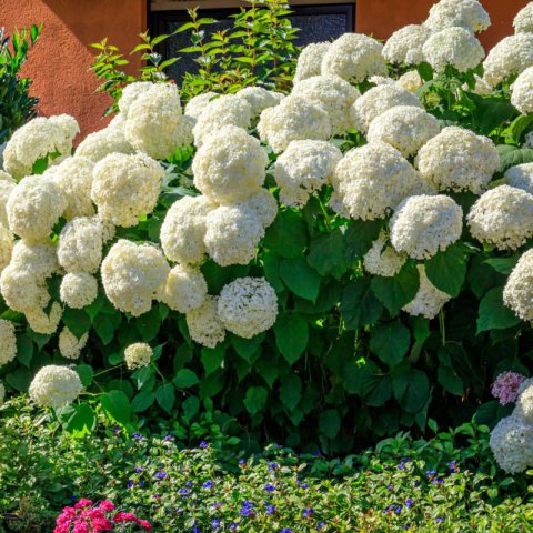 HYDRANGEA ARBORESCENS Annabelle - Hydrangea Annabelle