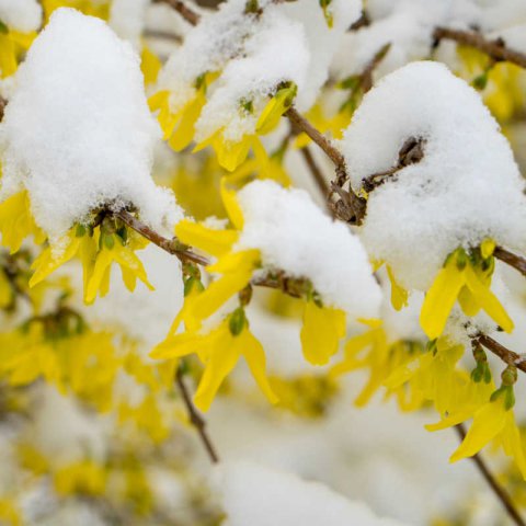 FORSYTHIA  INTERMEDIA Lynwood - Forsitia Lynwood