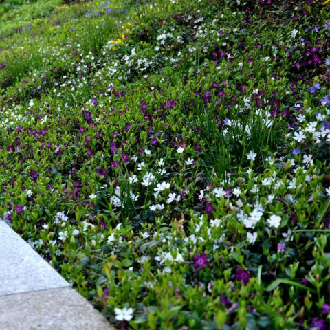 VINCA MINOR Alba - Hierba doncella blanca