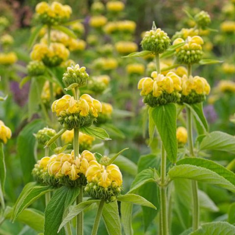 PHLOMIS RUSSELIANA - Salvia turca