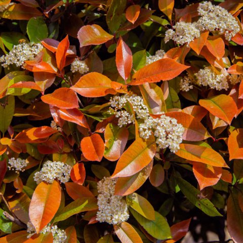 PHOTINIA x FRASERI Little Red Robin