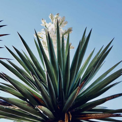 YUCCA RIGIDA - Yucca bleu