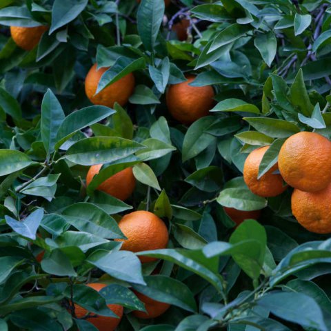 CITRUS x AURANTIUM - Seville Orange Tree