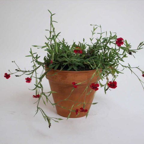 DIANTHUS DELTOIDES - Oeillet couch