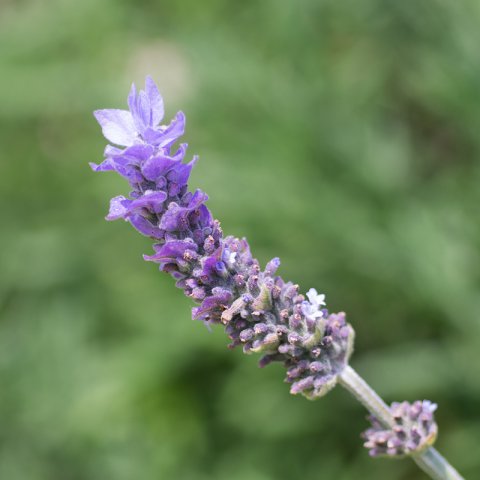 Plants of Bella Lavender - LAVANDULA STOECHAS 'Bella Series'