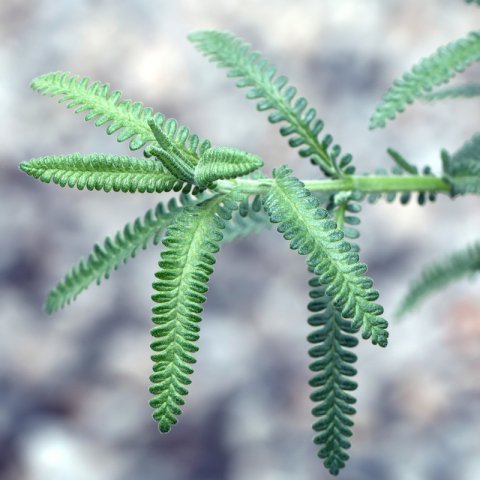 LAVANDULA DENTATA