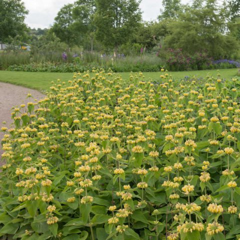 PHLOMIS RUSSELIANA 