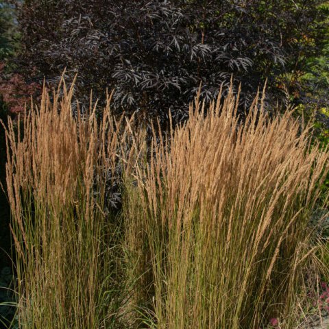 CALAMAGROSTIS x ACUTIFLORA Overdam - Calamagrostis Overdam