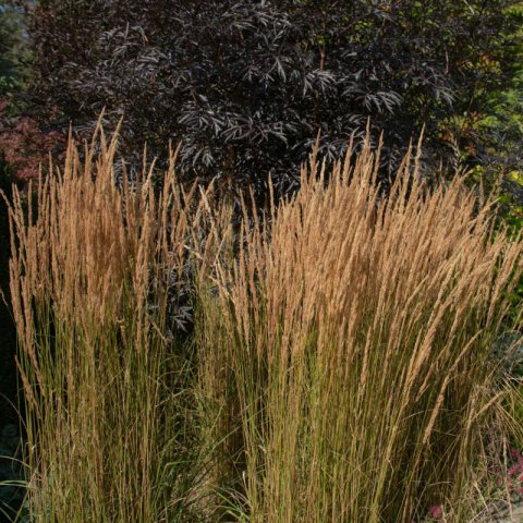 CALAMAGROSTIS x ACUTIFLORA Overdam - Feather Reed Grass