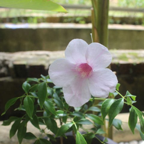 PANDOREA JASMINOIDES - Bignonia blanca
