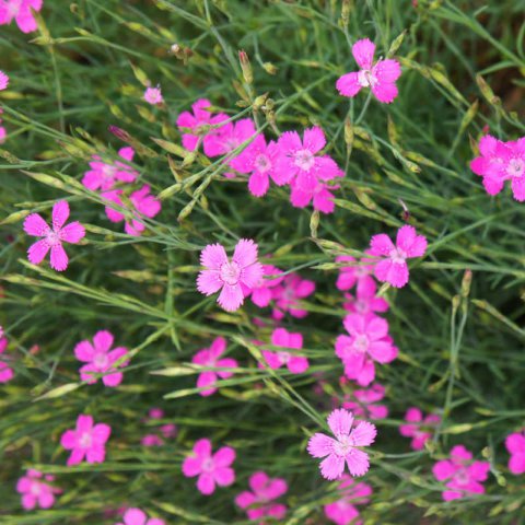 DIANTHUS DELTOIDES - Maiden Pink