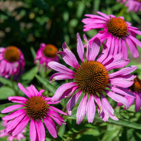 ECHINACEA TENNESSEENSIS