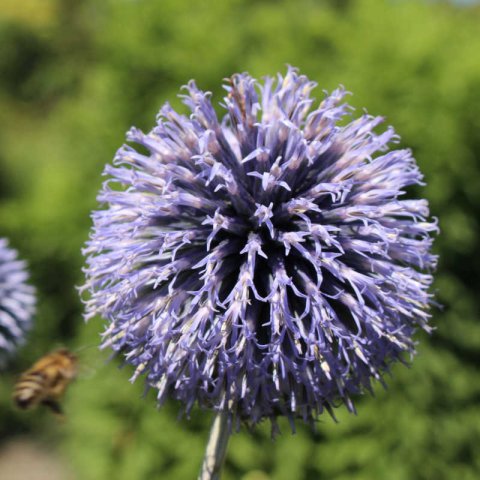 ECHINOPS RITRO subsp. RUTHENICUS - Ruthenian Globe Thistle