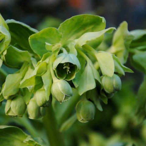 HELLEBORUS FOETIDUS
