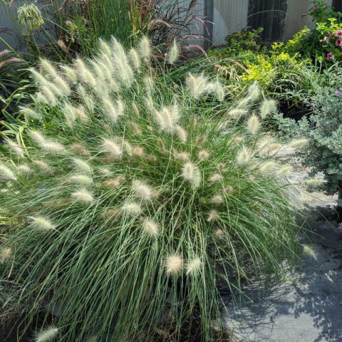 PENNISETUM ORIENTALE