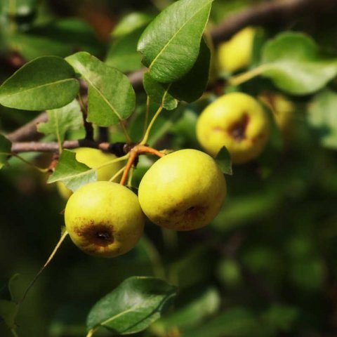 PYRUS COMMUNIS subsp. PYRASTER