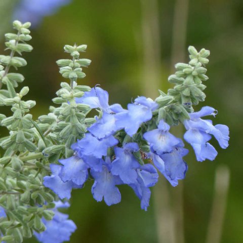 SALVIA AZUREA