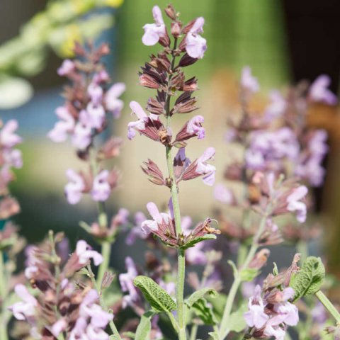 SALVIA FRUTICOSA