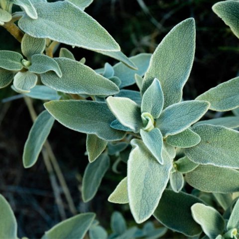 SALVIA FRUTICOSA