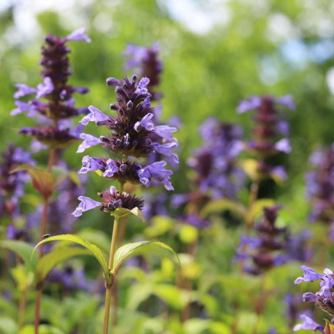 SALVIA VERTICILLATA