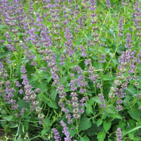 SALVIA VERTICILLATA