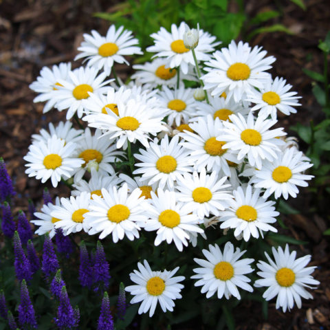 LEUCANTHEMUM x SUPERBUM NANUS