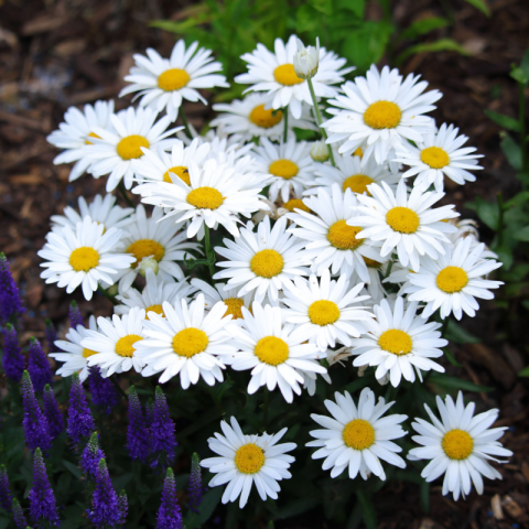 LEUCANTHEMUM x SUPERBUM Nanus - Dwarf Shasta Daisy