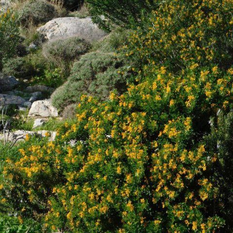 MEDICAGO ARBOREA