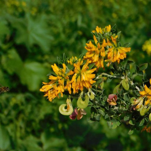 MEDICAGO ARBOREA