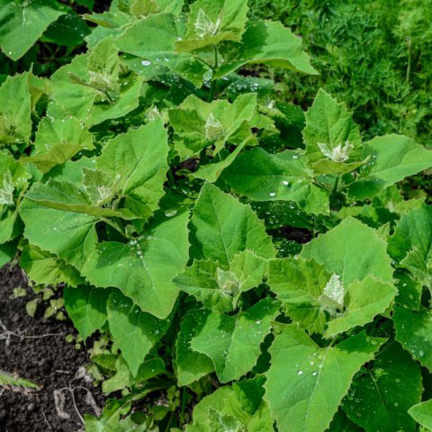 Sativa Organic Large-leaved Garden Cress, 1 Package - Bloomling