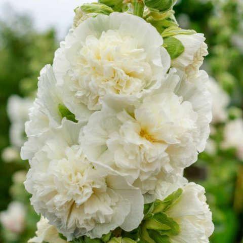 ALCEA ROSEA Chaters White - Double White Hollyhock