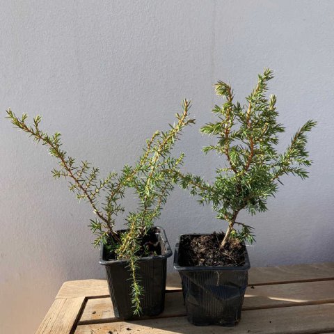 JUNIPERUS COMMUNIS - Maceta 0,5 Litro