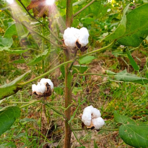 GOSSYPIUM HERBACEUM