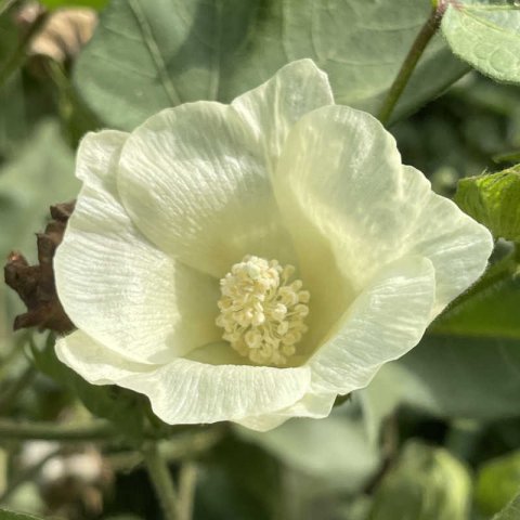 GOSSYPIUM HERBACEUM