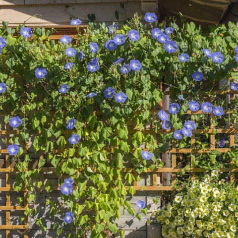 IPOMOEA TRICOLOR Heavenly blue - Morning Glory