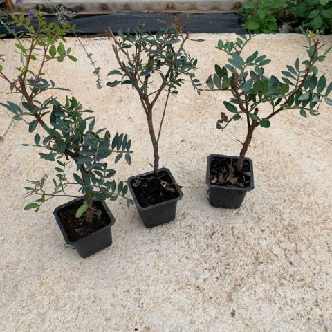 PISTACIA LENTISCUS Arbustiva