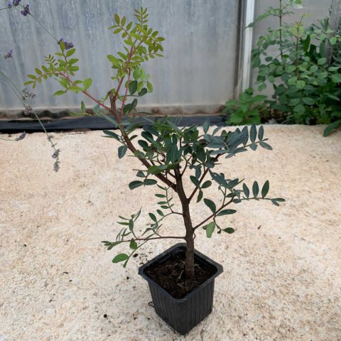 PISTACIA LENTISCUS Arbustiva