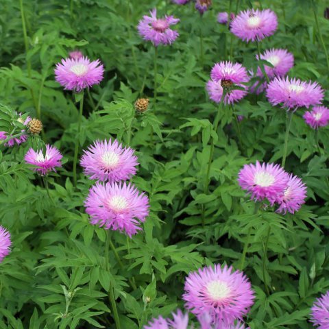 CENTAUREA DEALBATA - Persian Cornflower