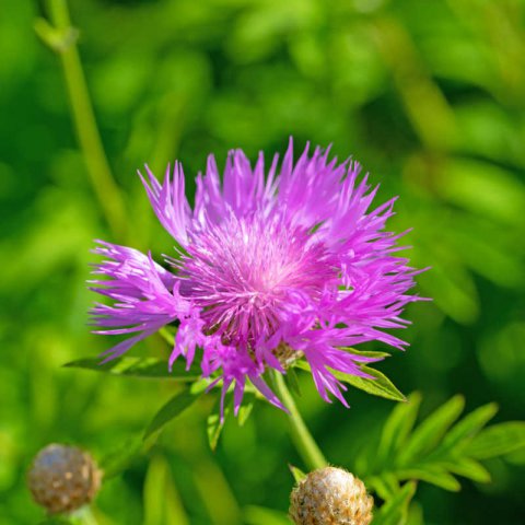 CENTAUREA DEALBATA - Persian Cornflower